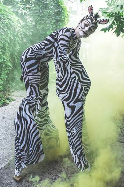 zebra-stilts-animals