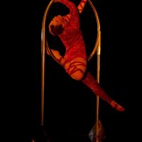 , PRODUCTIONS CIRKAZ
